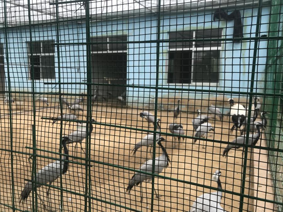 天鵝湖風(fēng)景區(qū)（泰山）速覽！(圖5)