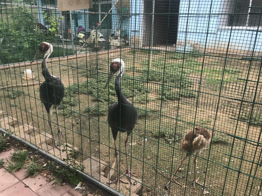 天鵝湖風(fēng)景區(qū)（泰山）速覽！(圖6)