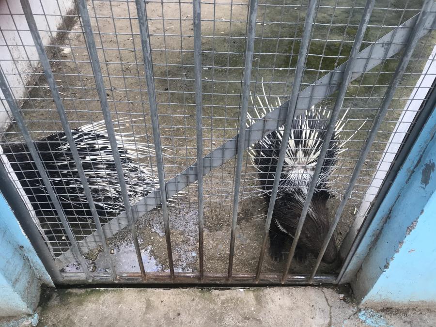 天鵝湖風(fēng)景區(qū)（泰山）速覽！(圖10)