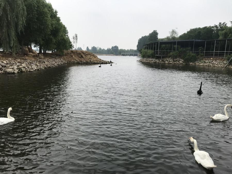 天鵝湖風(fēng)景區(qū)（泰山）速覽！(圖14)