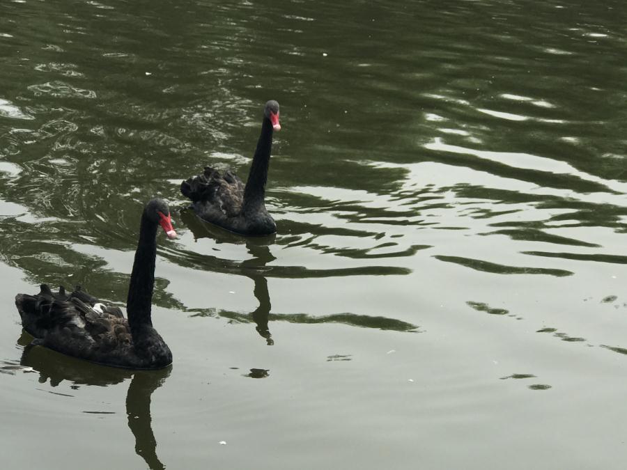 天鵝湖風(fēng)景區(qū)（泰山）速覽！(圖13)