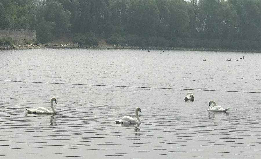 天鵝湖風(fēng)景區(qū)（泰山）速覽！(圖18)