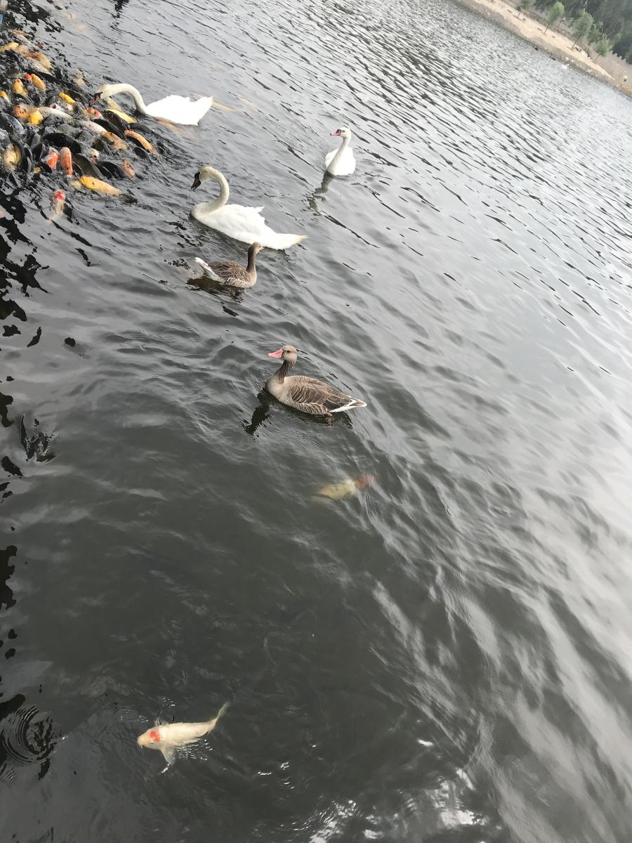 天鵝湖風(fēng)景區(qū)（泰山）速覽！(圖17)