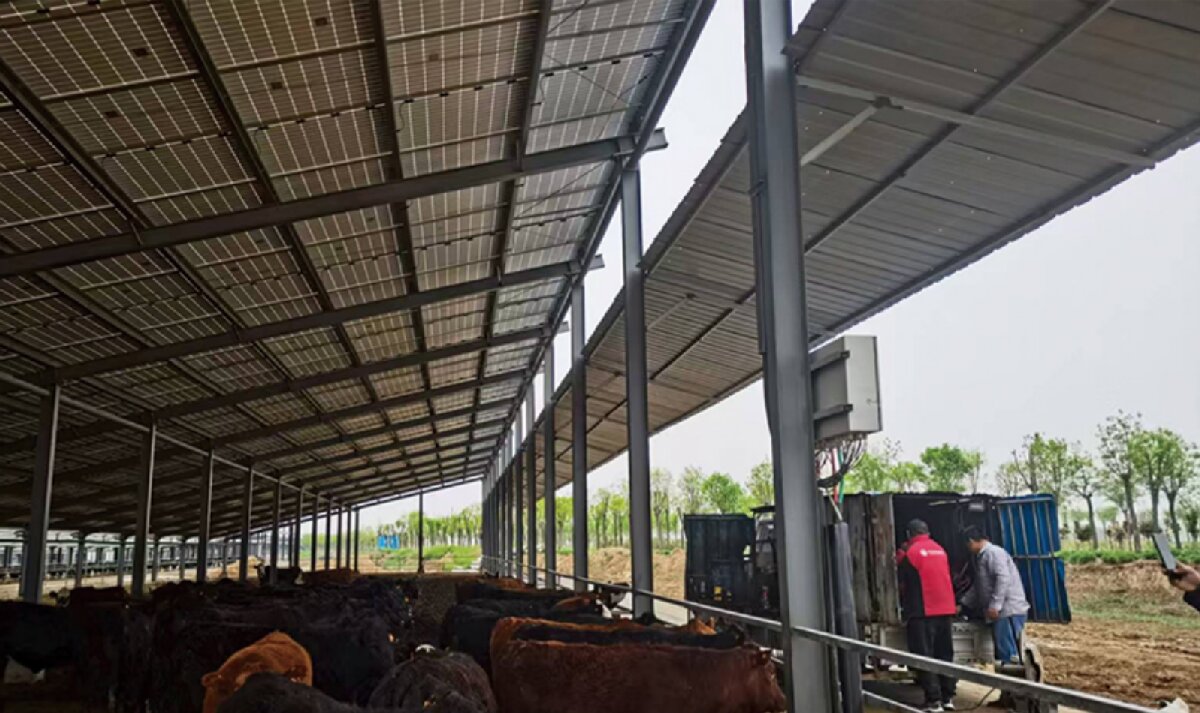 信橋鋼構：打卡蒙陰農(nóng)業(yè)溫室大棚、青州黑牛養(yǎng)殖基地！(圖4)