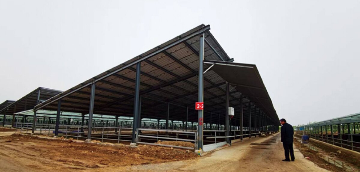 信橋鋼構：打卡蒙陰農(nóng)業(yè)溫室大棚、青州黑牛養(yǎng)殖基地！(圖5)